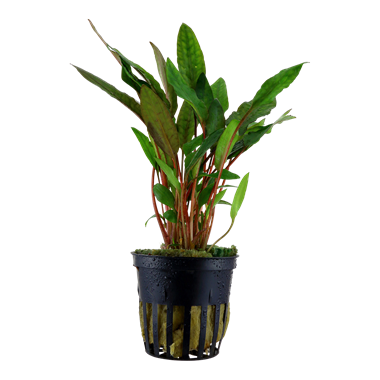 Tropica Pot- Cryptocoryne beckettii 'Petchii'