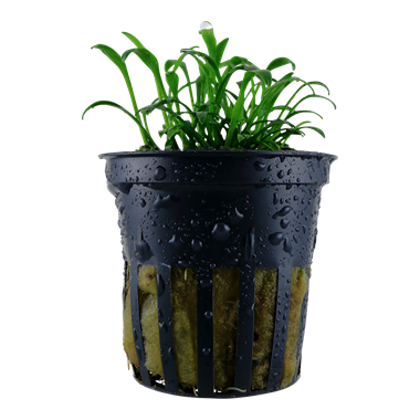 Tropica Pot Cryptocoryne Parva