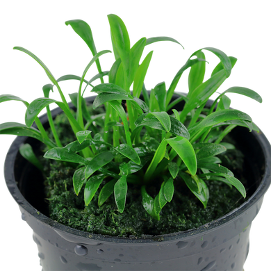 Tropica Pot Cryptocoryne Parva