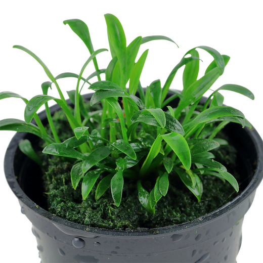 Tropica Pot Cryptocoryne Parva