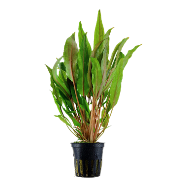 Tropica Pot - Cryptocoryne undulata 'Broad Leaf'
