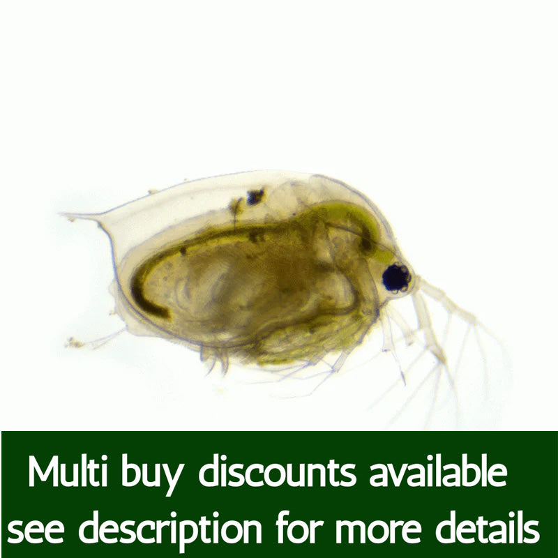 Live Daphnia