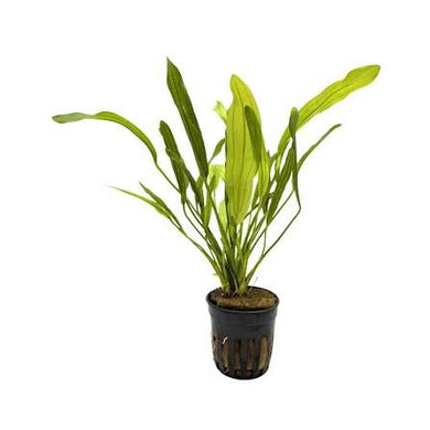 Aquadip Potted Plants- Echinodorus Horemanii