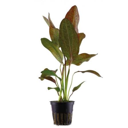 Aquadip Potted Plant- Echinoderms Ozelot Leopard- Red