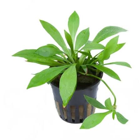 Aquadip Potted Plant - Echinodorus Magdalensis