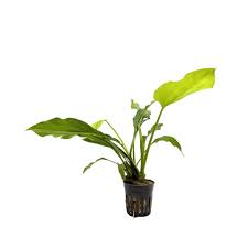 Aquadip Potted Plant - Echinodorus argentinensis