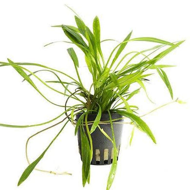 Aquadip Potted Plant - Echinodorus xinguensis