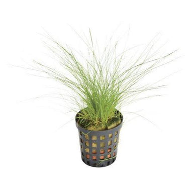 Aquadip Potted Plant - Eleocharis Acicularis