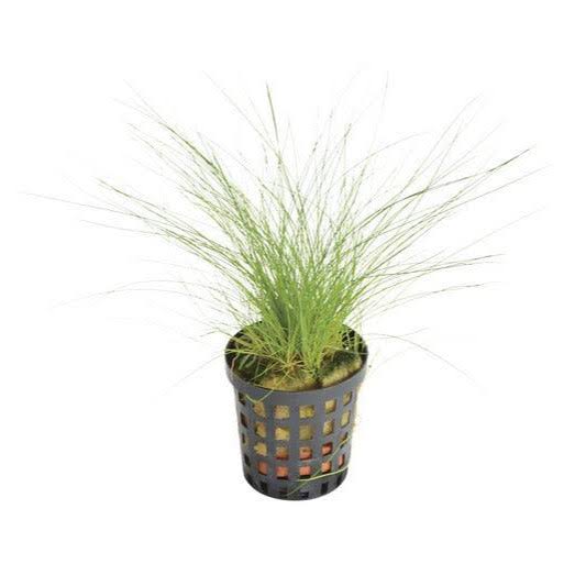 Aquadip Potted Plant - Eleocharis Acicularis