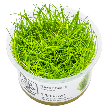 Tropica Pot- Eleocharis acicularis