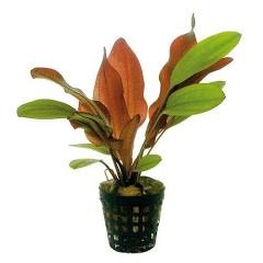 Aquadip Potted Plant - Echinodorus Ipica