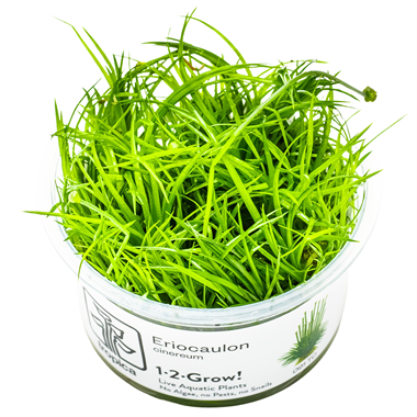 Tropica Pot - Eriocaulon cinereum