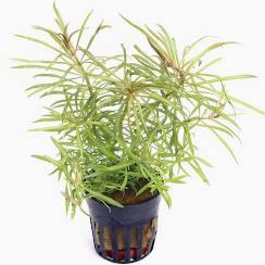Aquadip Potted Plant - Eusteralis Stellata