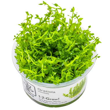 Tropica Pot Gratiola viscidula