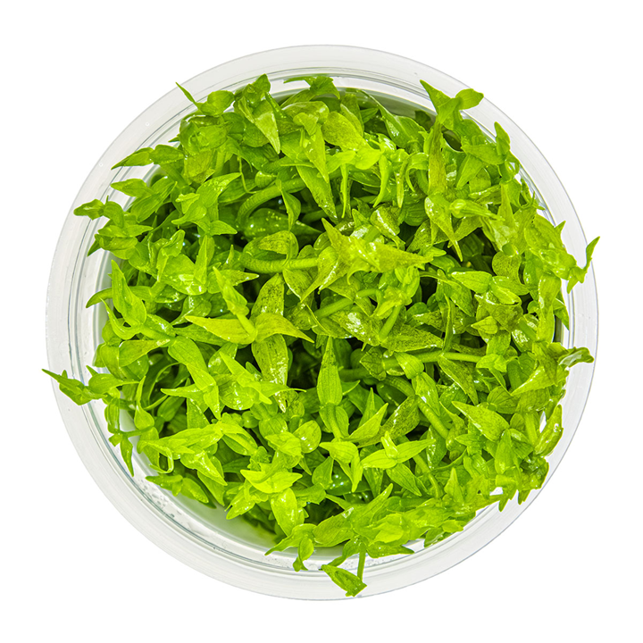 Tropica Pot Gratiola viscidula