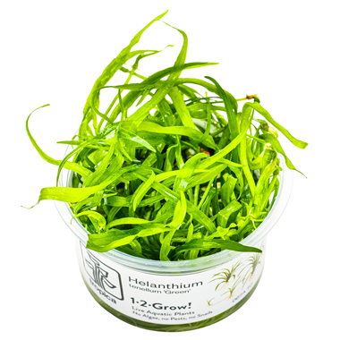 Tropica Pot-  Helanthium tenellum 'Green'