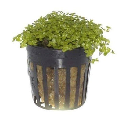 Aquadip Potted Plant- Helianthus Callitrichoides