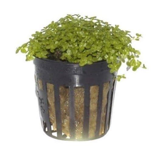 Aquadip Potted Plant- Helianthus Callitrichoides