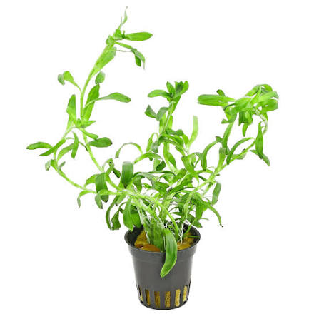Aquadip Potted Plant- Heteranthera Zosterifolia
