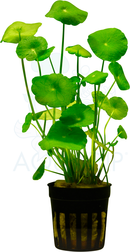 Aquadip Potted Plant - Hydrocotyle vulgaris