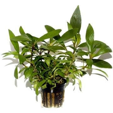 Aquadip Potted Plant - Hygrophila Angustifolia