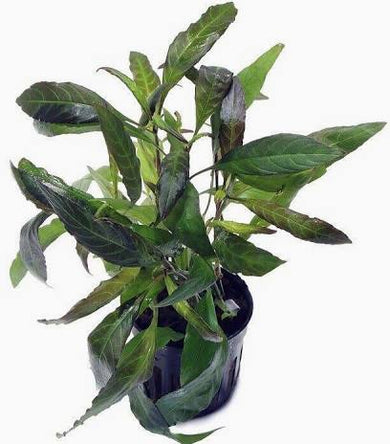Aquadip Potted Plant - Hygrophila Angustifolia Rubra