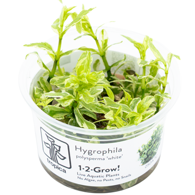 Tropica Pot Polysperma 'White'