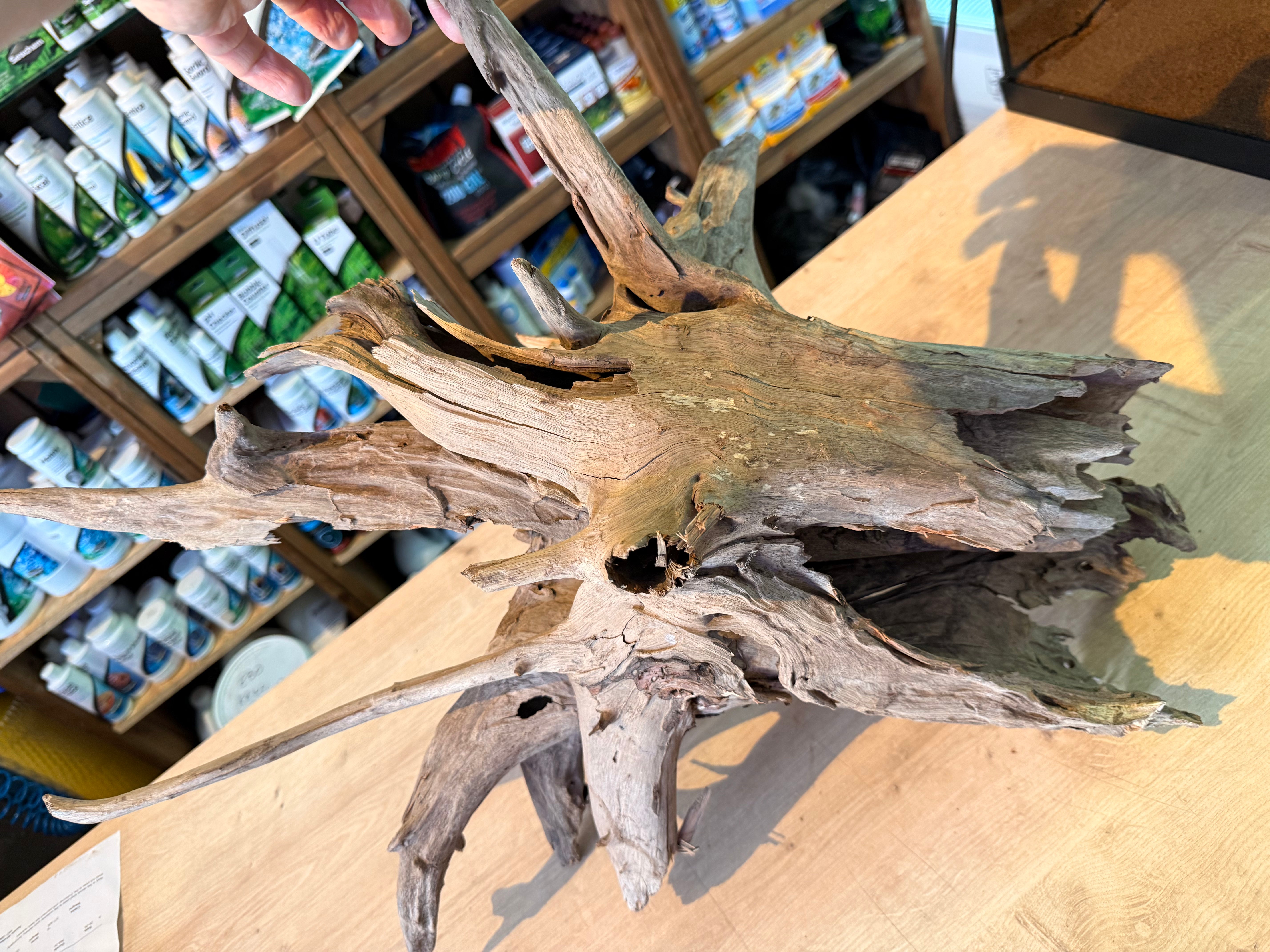 Corbo Catfish Root Wood 30-40cm 2