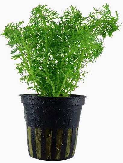 Aquadip Potted Plant- LImnophila Sessiliflora "Ambulia'
