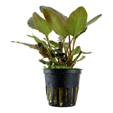 Aquadip Potted Plant-Lagenandra Species Red