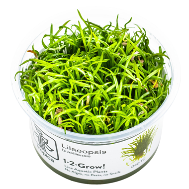 Tropica Pot - Lilaeopsis brasiliensis