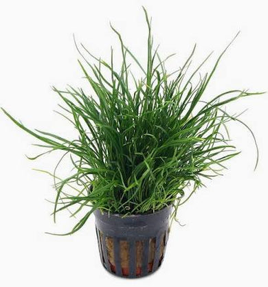 Aquadip Potted Plant - Lileaopsis Mauritius