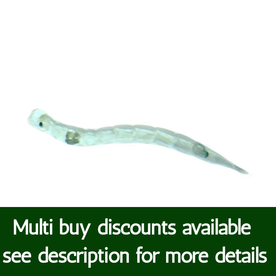 Live Glassworm