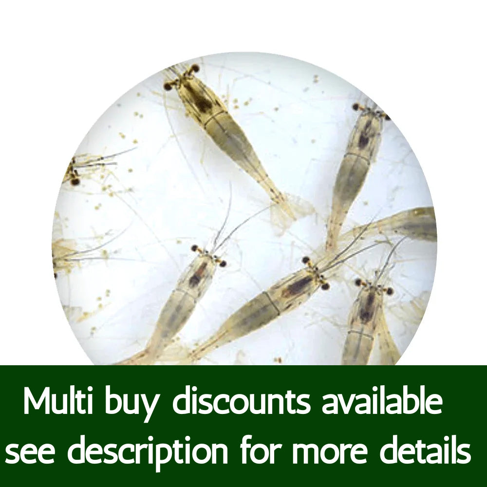 Live River Shrimp