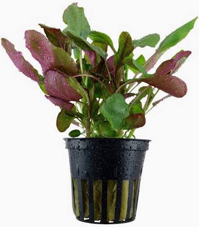 Aquadip Potted Plant - Lobelia Cardinalis