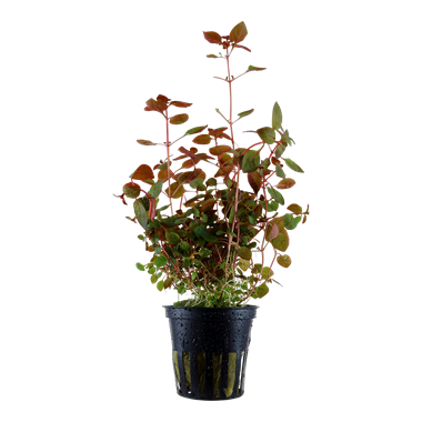 Tropica Pot- Ludwigia palustris 'Super Red'