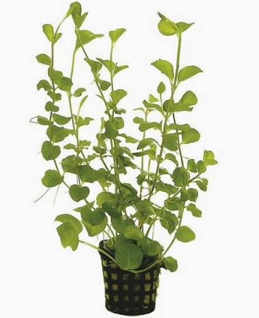 Aquadip Potted Plant- Lysimachia Nummularia Green
