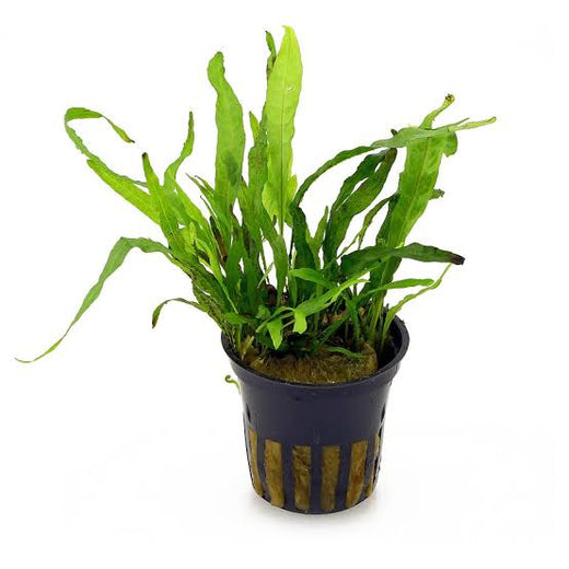 Aquadip Potted Plant - Microsorium Minor (Narrow Leaves)