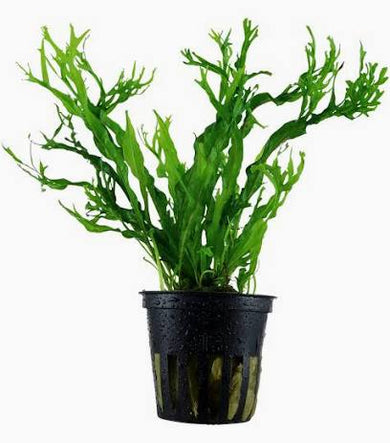 Aquadip Potted Plant - Microsorium Pteropus Specie "Windelov"
