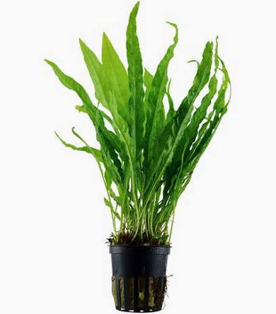 Aquadip Potted Plant- Microsorium Pteropus 'Javafern'