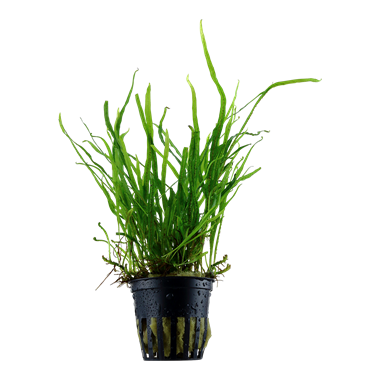 Tropica Pot - Microsorum pteropus 'Trident'