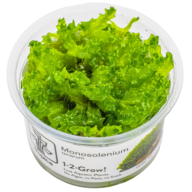 Tropica Pot- Monosolenium tenerum