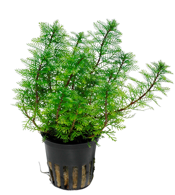 Tropica Pot - Myriophyllum mattogrossense