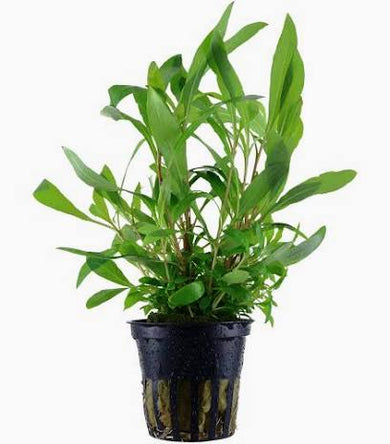 Aquadip Potted Plant- Nomaphila Siamensis