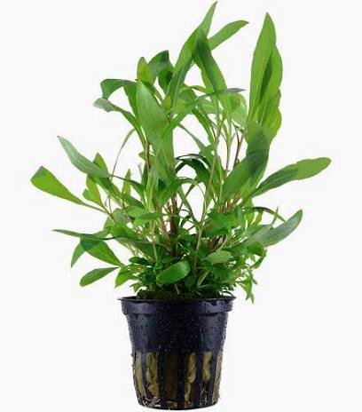 Aquadip Potted Plant- Nomaphila Siamensis