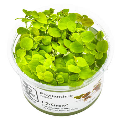 Tropica Pot- Phyllanthus fluitans