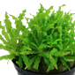 Tropica Pot Pogostemon Helferi