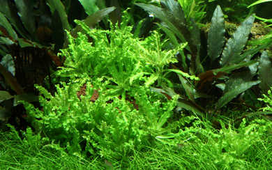 Tropica Pot Pogostemon Helferi