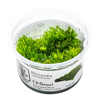 Tropica Pot- Riccardia chamedryfolia