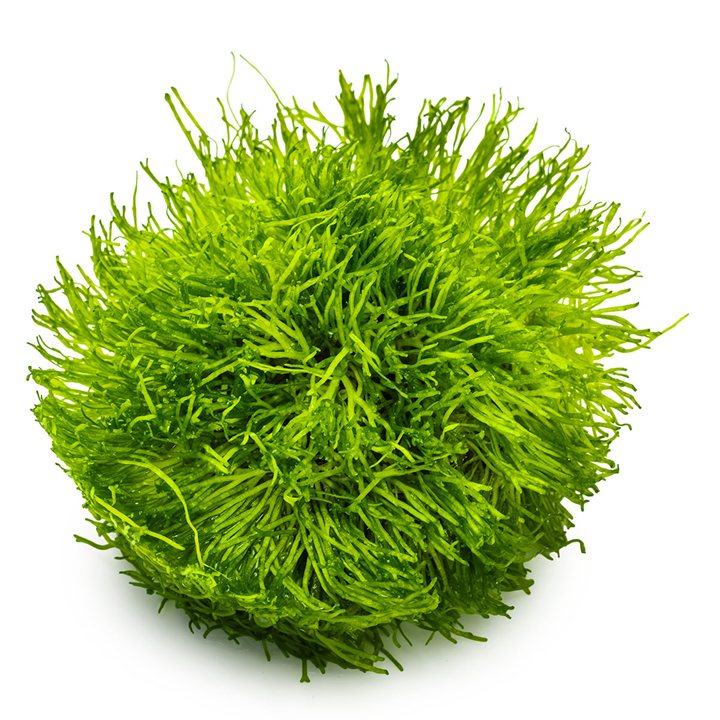 Tropica Pot Riccia Fluitans
